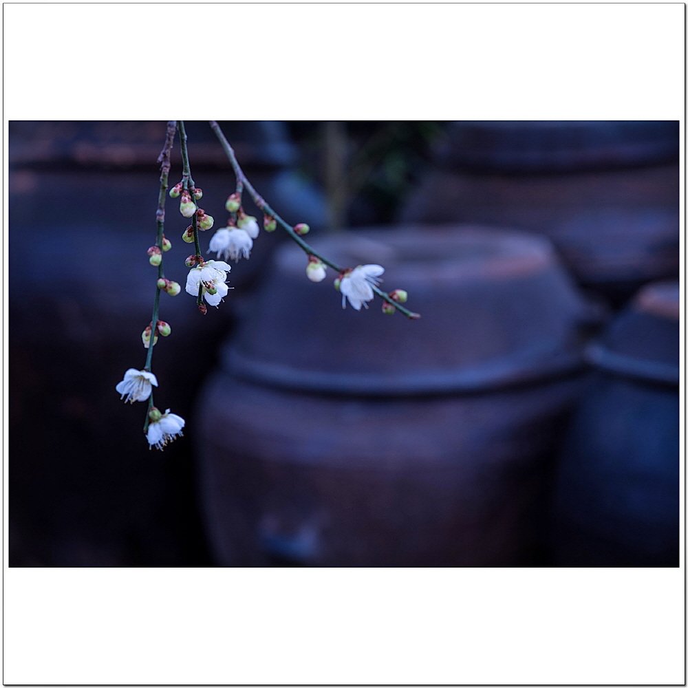 [크기변환]DSC_1649.jpg : 小寒에 만난 梅花