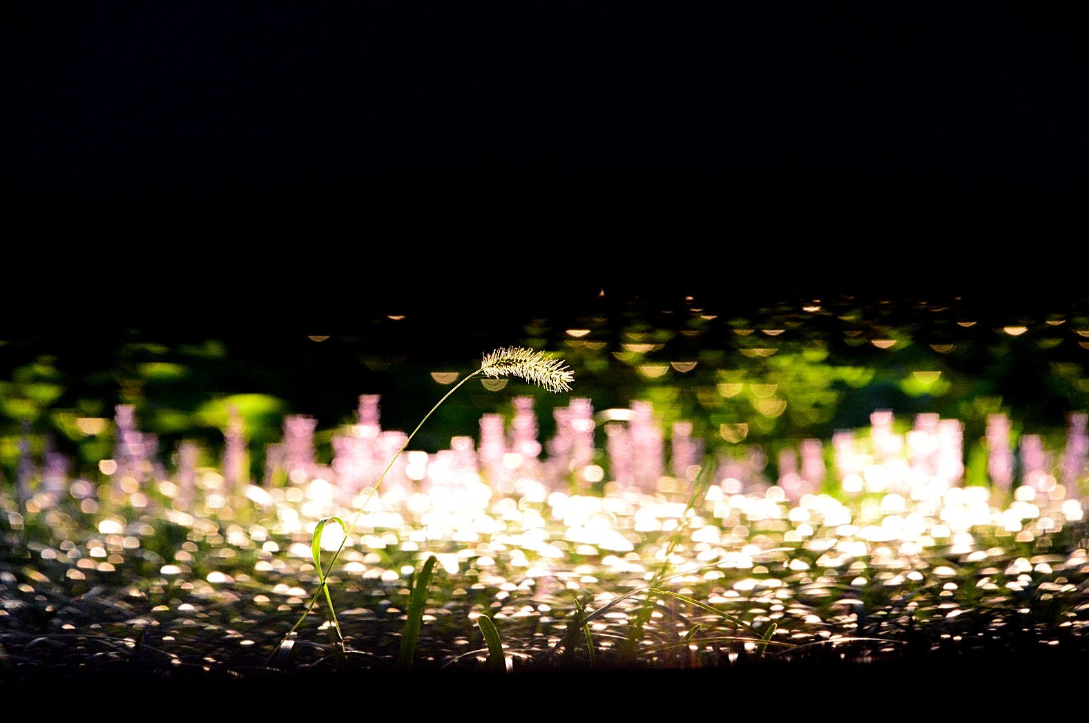 DSC_2673.JPG : 가을 맥문동