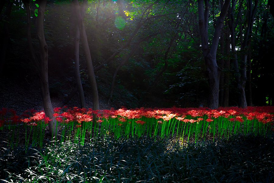 D55A0083-213.jpg : 분당중앙공원 꽃무릇