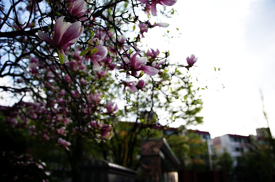 IMGP2821.JPG : 적목련