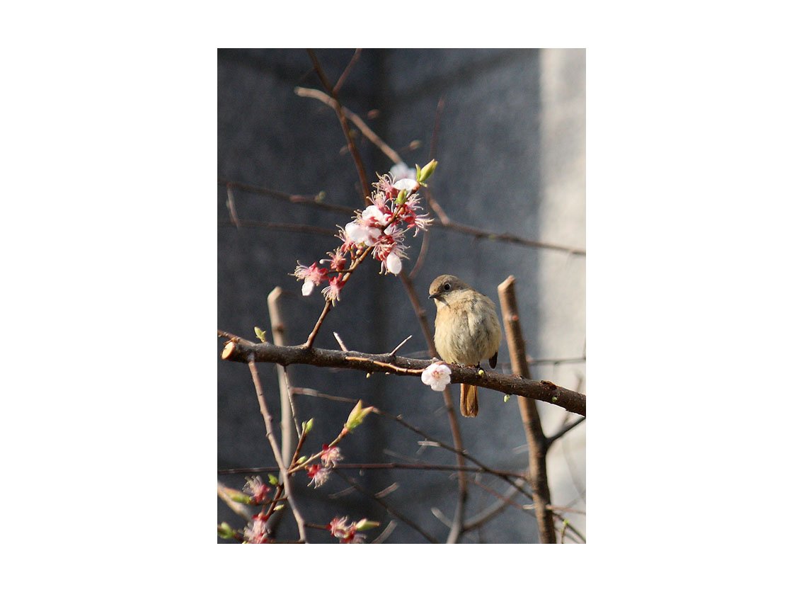 제목 없음-1.jpg : 작은 새와 큰 새