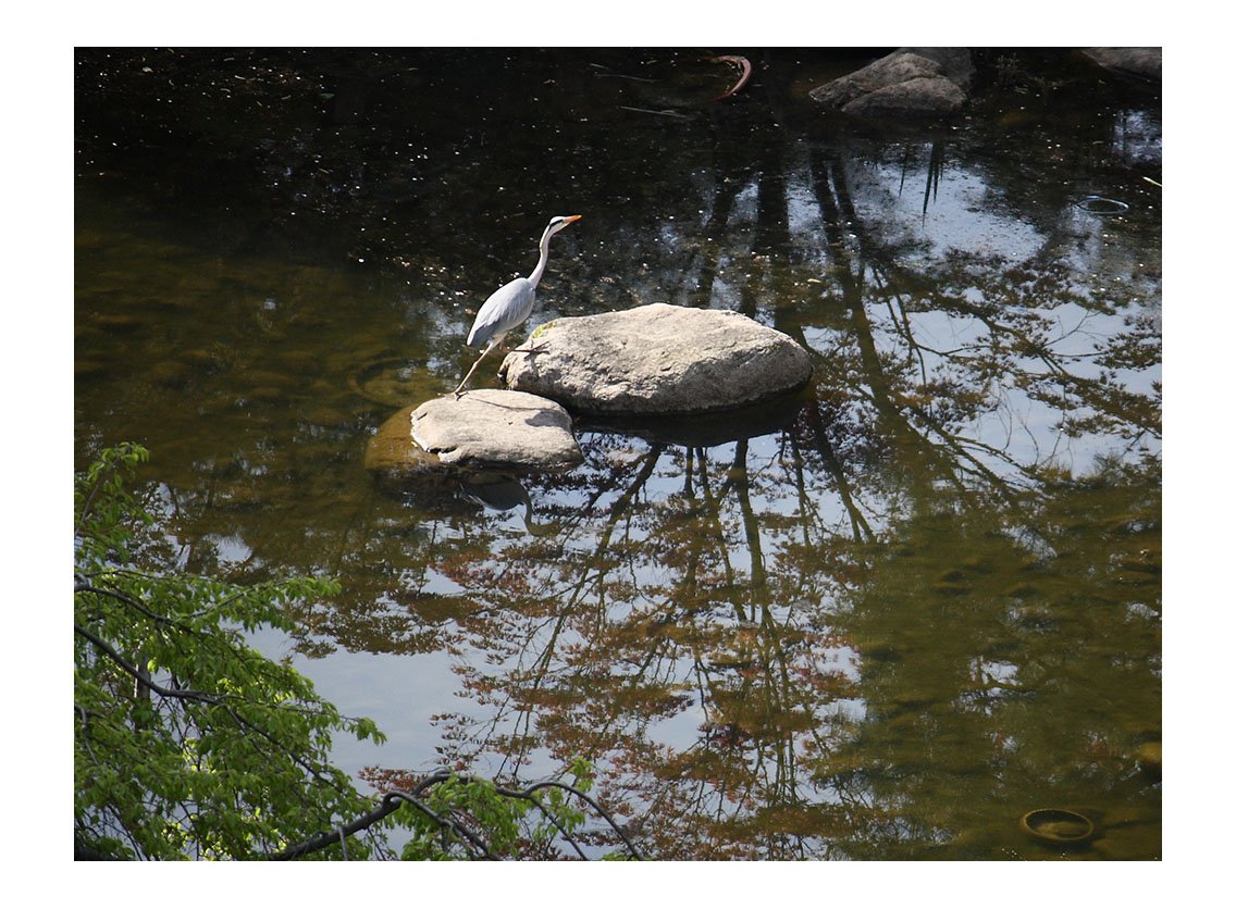 제목 없음-2.jpg : 작은 새와 큰 새