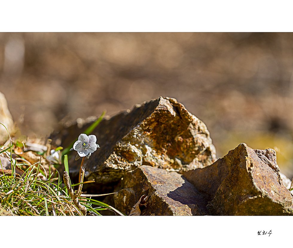 575A9824.jpg : 변산바람꽃