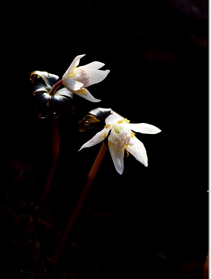 DSC_8204.jpg : 바람꽃