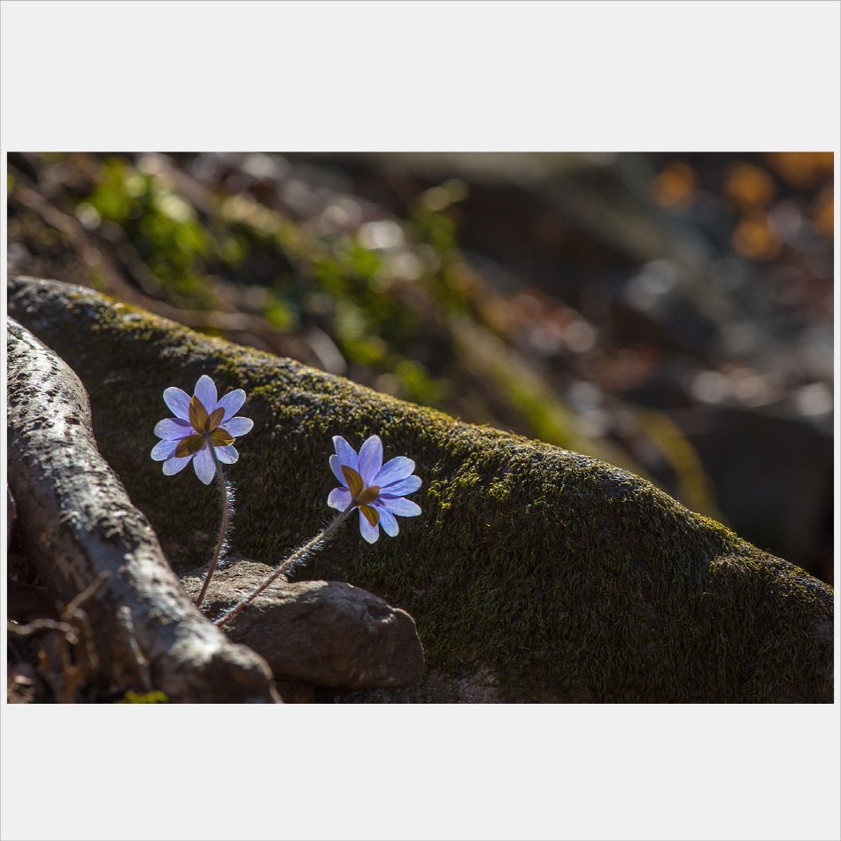 [R]DSC_7892.jpg : 나도  깽깽이풀 ^^