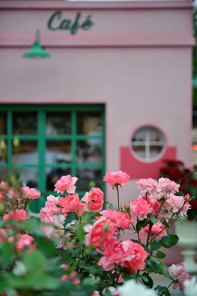 _DSC7327.jpg : 5월의 장미