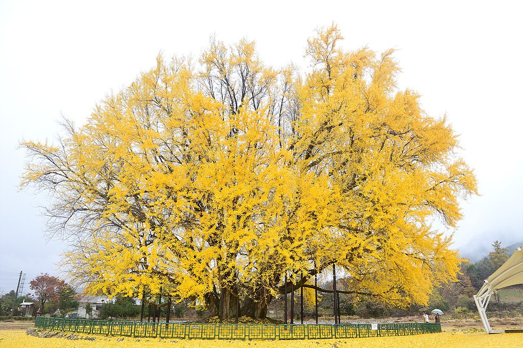 _DSC1597.jpg : 반계리 은행나무