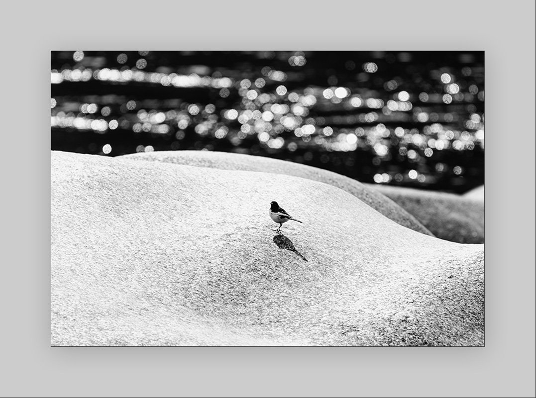 20170226-GGS_5032.jpg : 요선암에 거주하는 자..