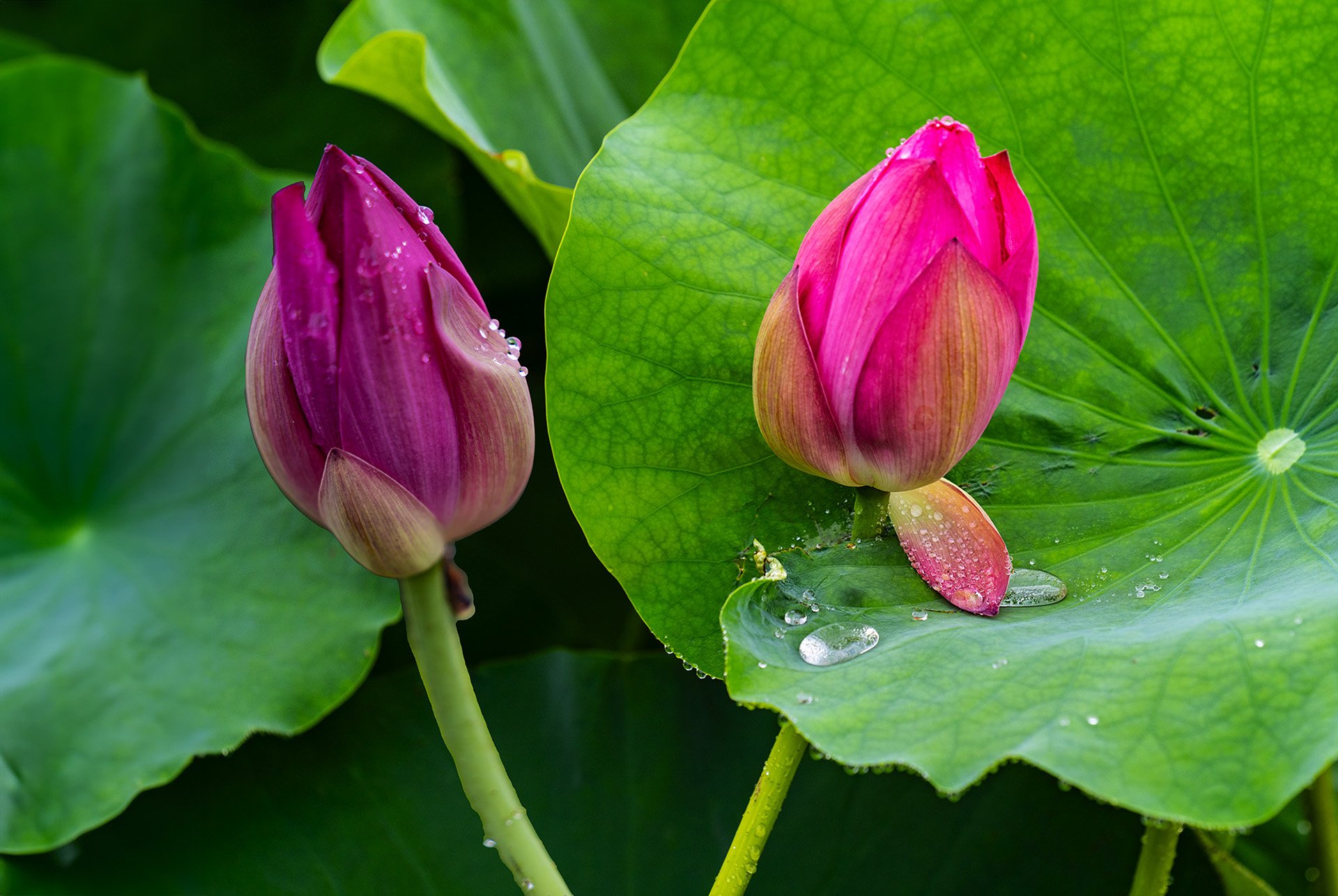 DSC01480 복사 2.jpg : 홍련