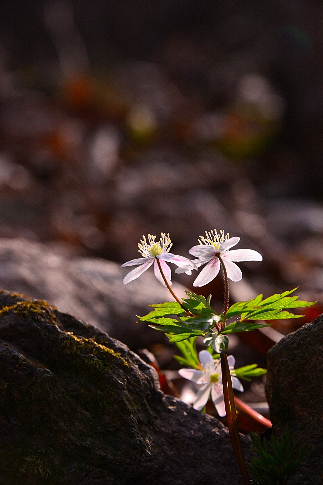 DSC_2840.JPG : 들바람꽃
