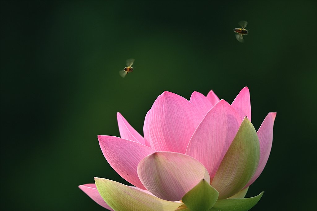 _DSC6073_00001.jpg : 7월18일 왕송지 번개 인증샷