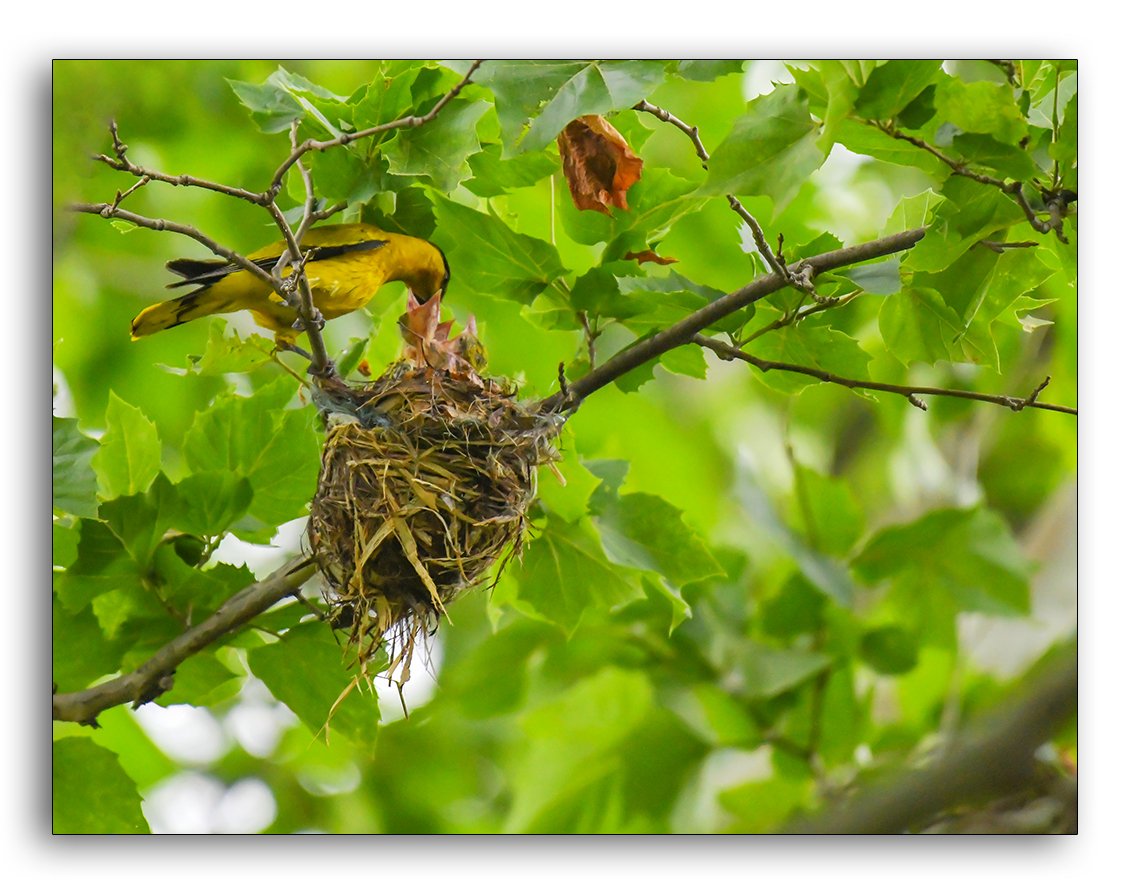 LMJ_3742 @.jpg : 꾀꼬리