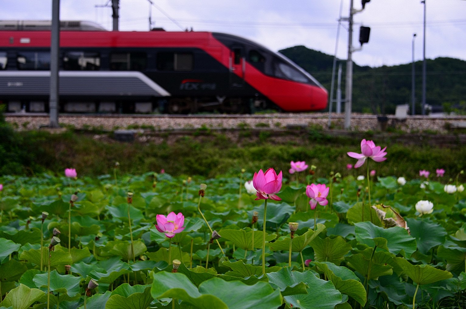 DSC_6502.JPG : 기차길옆 연꽃