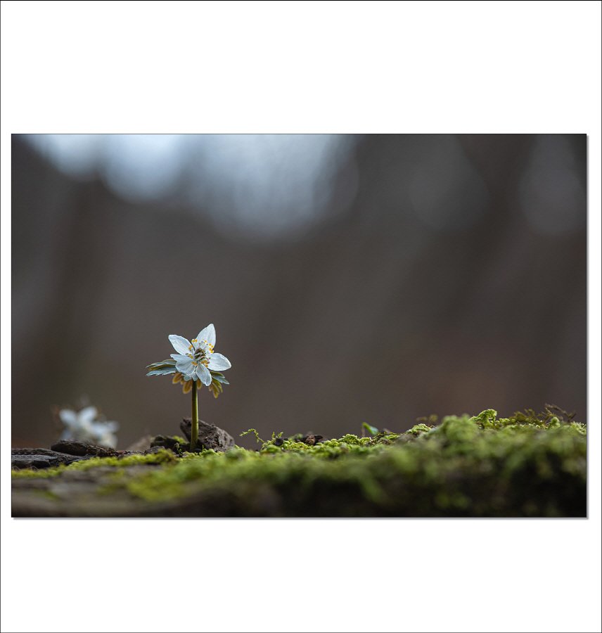 [R]DSC_0878.jpg : 너도바람꽃