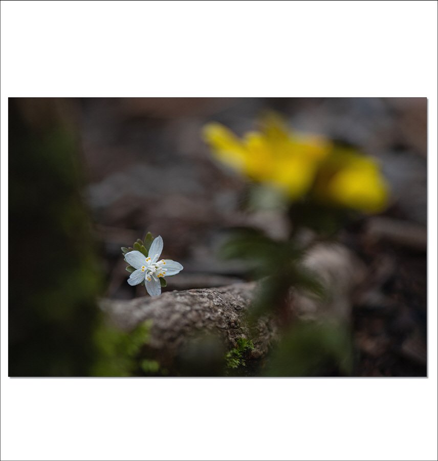 [R]DSC_0831.jpg : 너도바람꽃