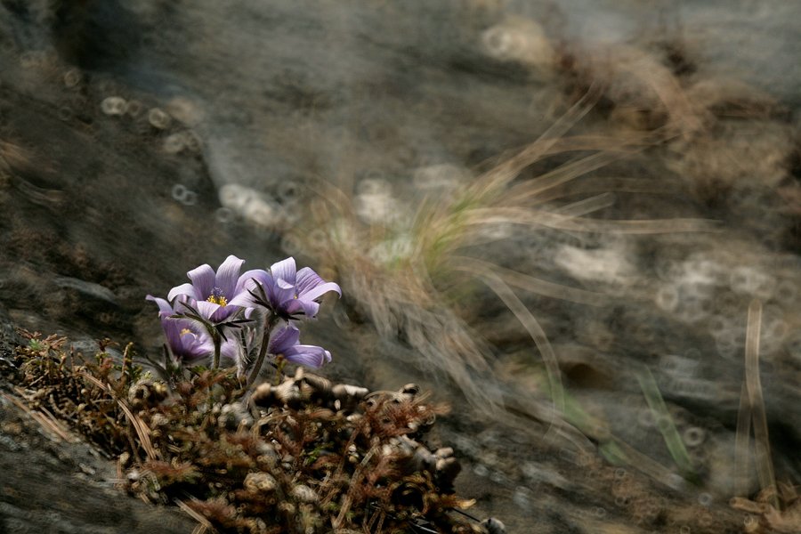 동강할미꽃.jpg : 카멜여행