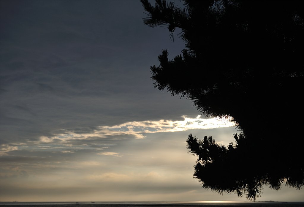 _DSC7000_00001.jpg : 궁평항 솔밭에서 만난 풍경