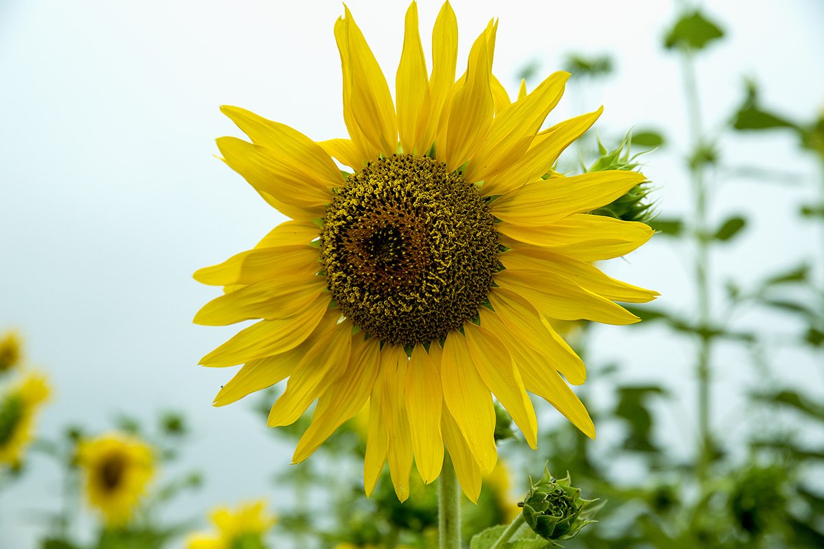 20190724-D55A0460-2.jpg : 나만 바라보는 해바라기