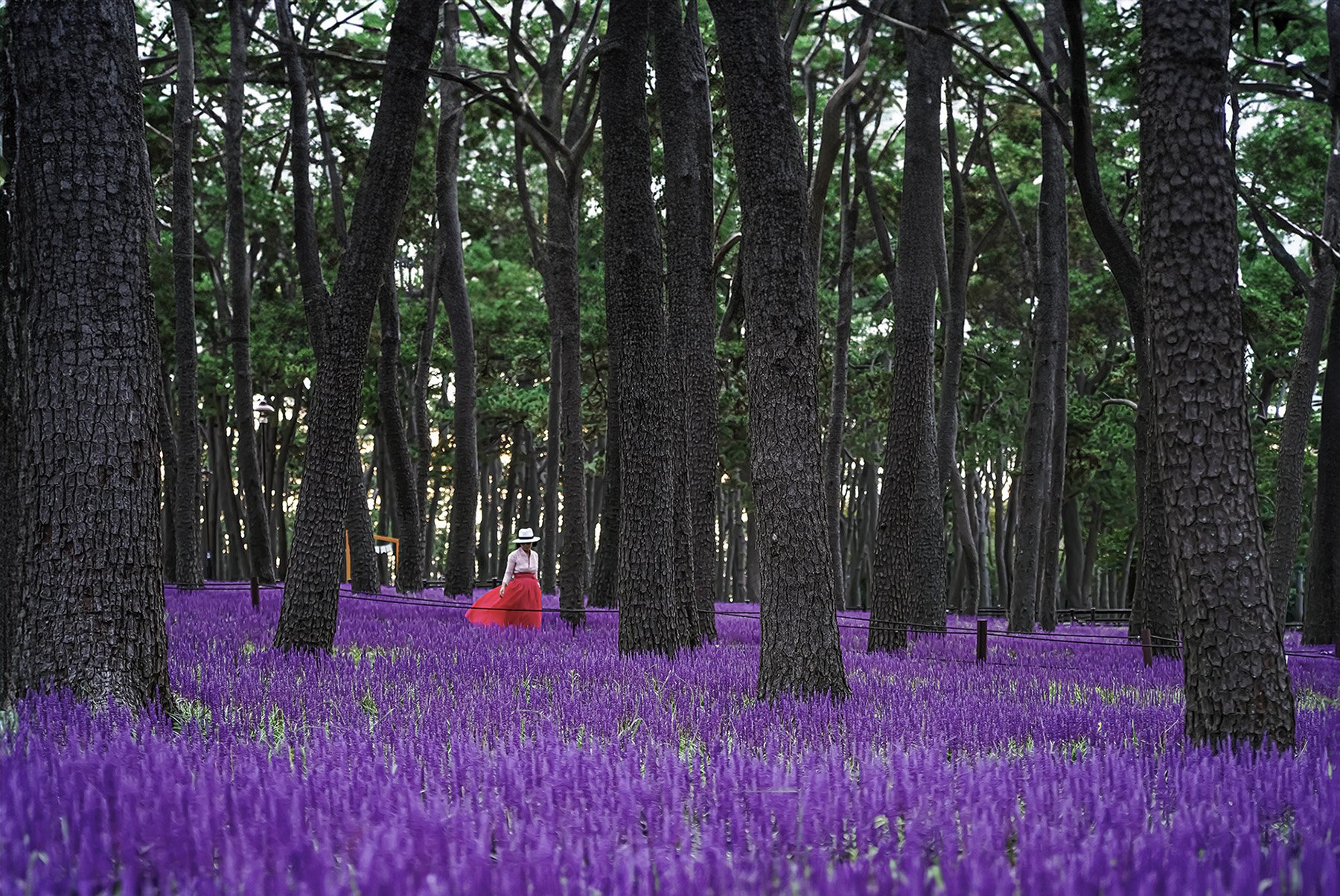 DSC09344 복사 3.jpg : 맥문동