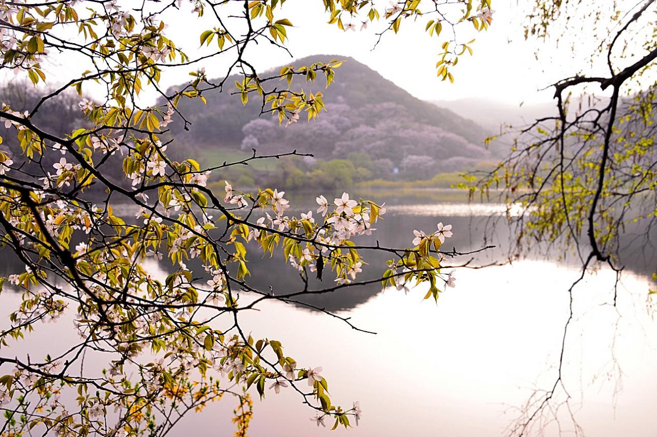 BandPhoto_8680617767.jpg : 서산 용유지 BandPhoto_8680617767.jpg : 서산 용유지