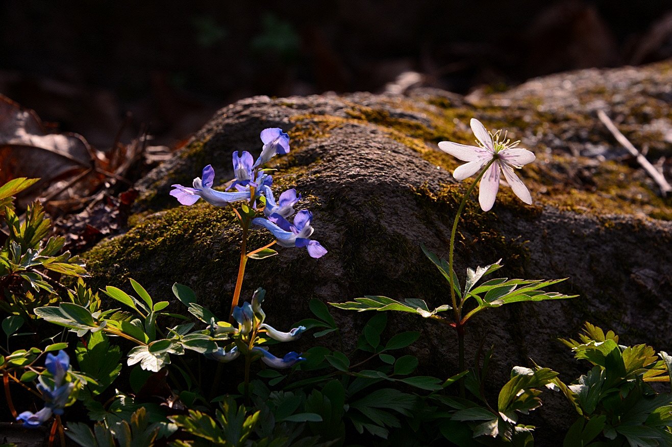 DSC_2860.JPG : 들바람꽃과 함께