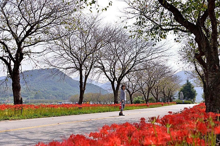 DSC_5855.JPG : 영광 불갑사