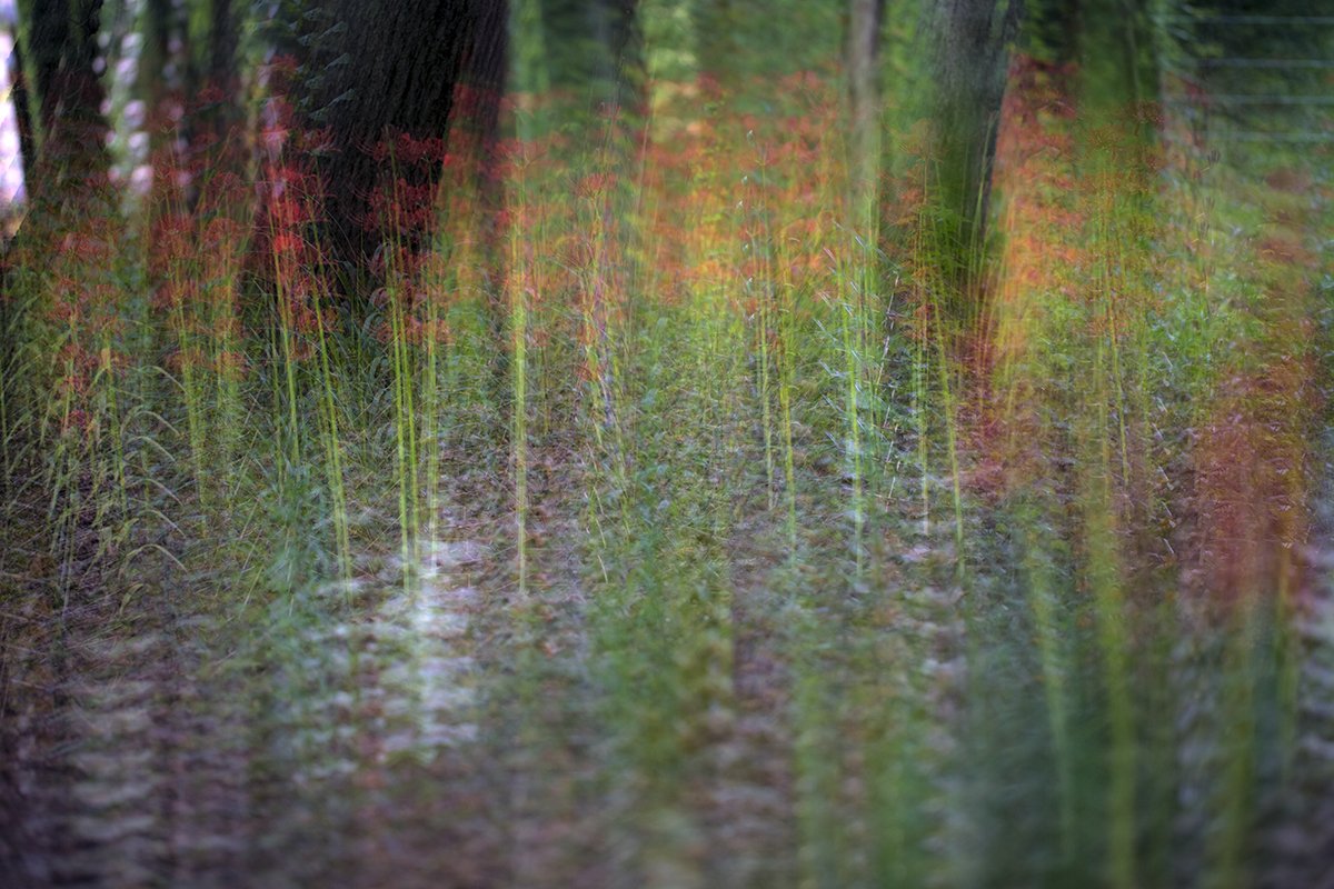 KJW_8842.jpg : 꽃무릅 속에