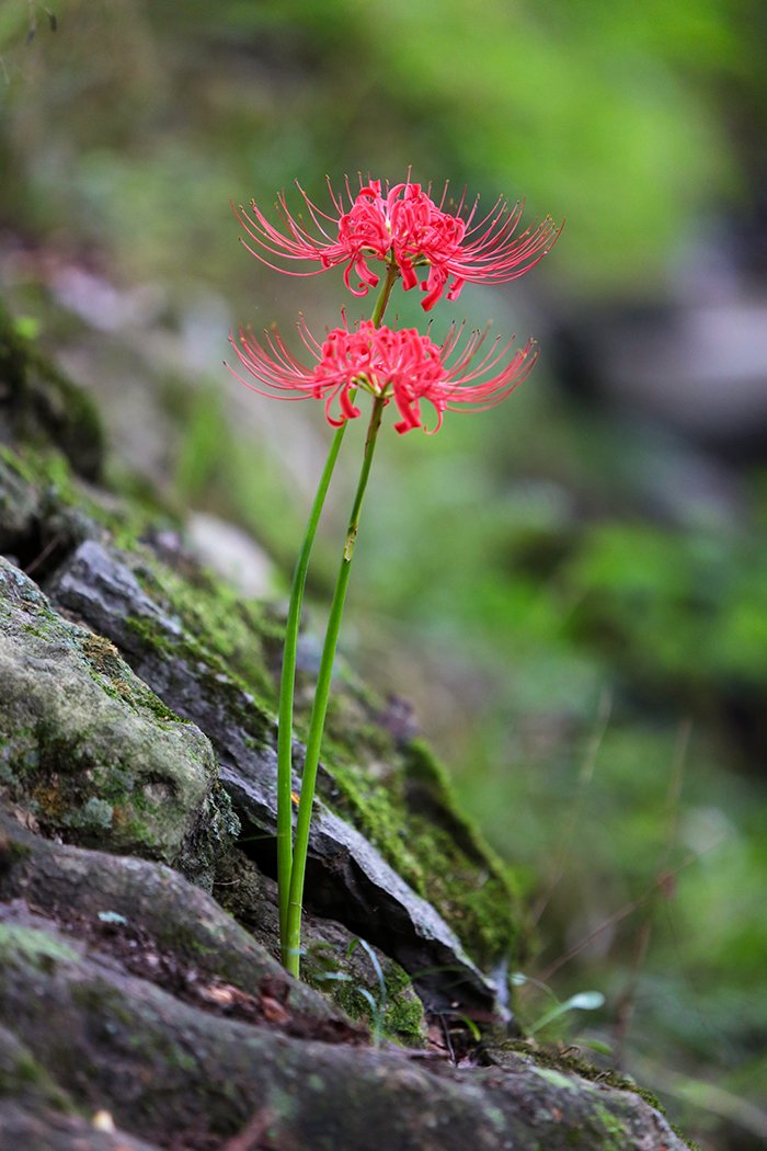 KJW_8785.jpg : 꽃무릅 속에