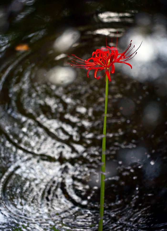 KJW_8741.jpg : 꽃무릅 속에