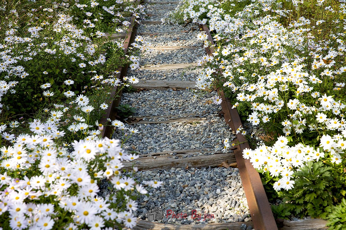 20191011-D55A0010-311.jpg : 철길따라 꽃길따라