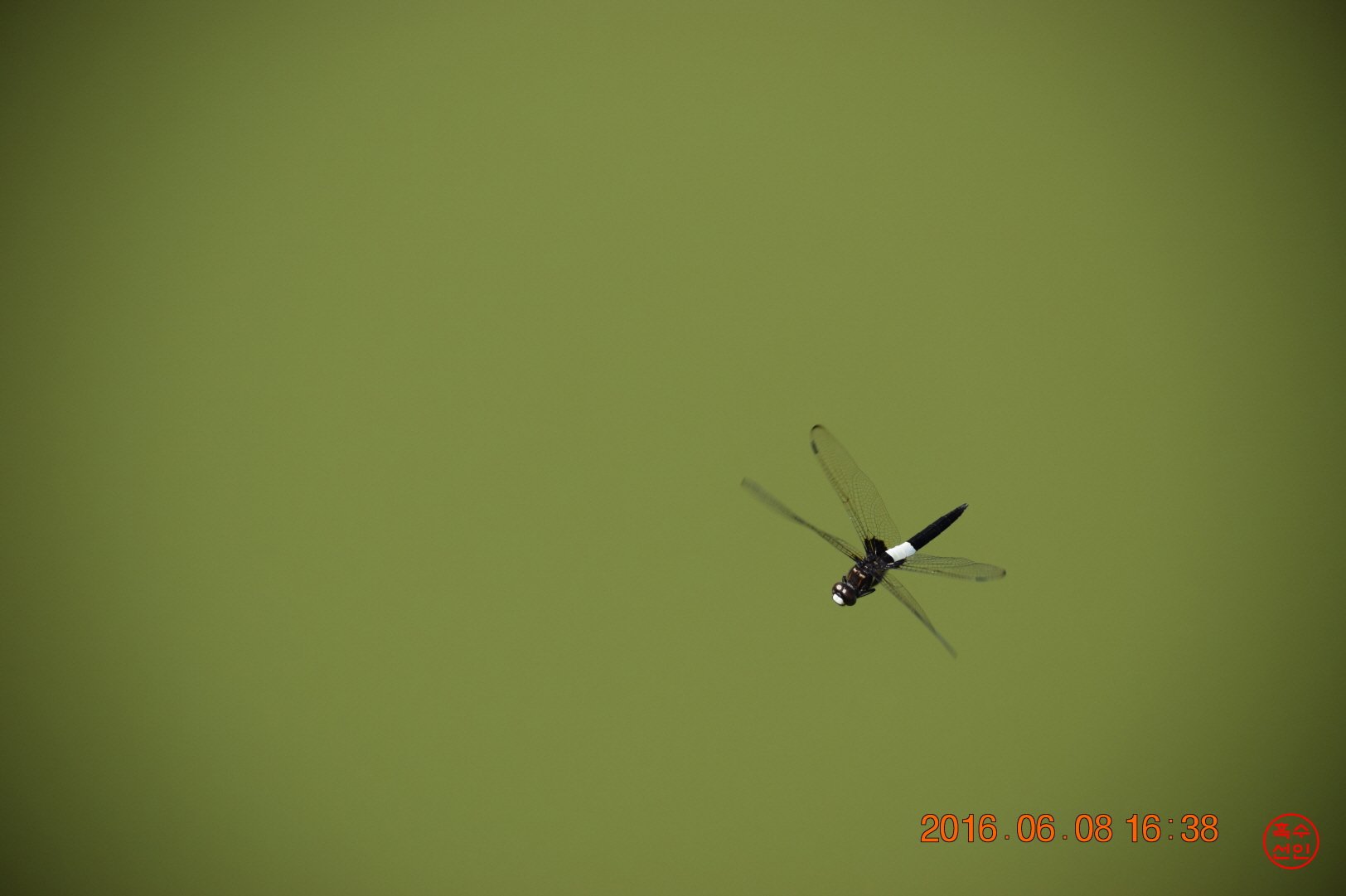 크기변환_DSC_0748-5555.JPG : 잠자리 오형제