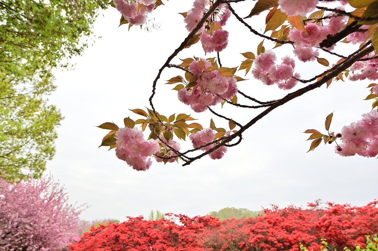 _DSC6698.jpg : 4월 전주 한옥마을 정모 숙제