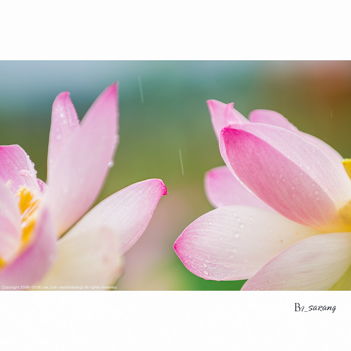 DSC_0462.jpg : 설레임...