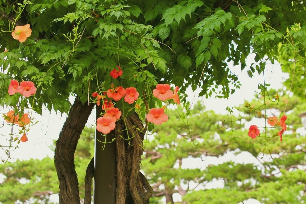 5K5A8157-20200708.jpg : 부천 능소화