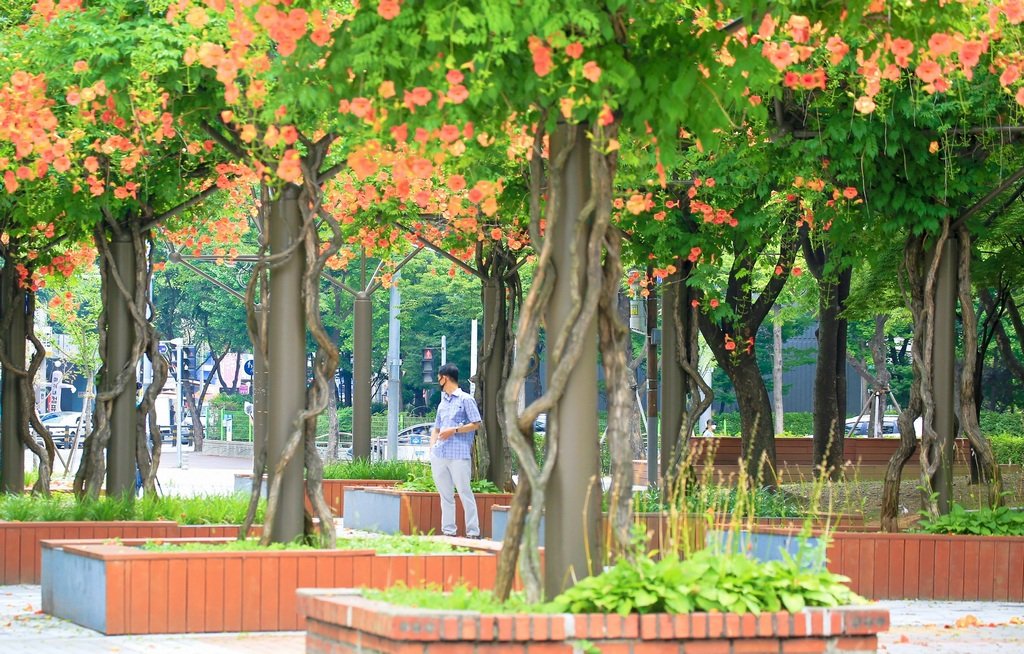 5K5A8173-20200708.jpg : 부천 능소화