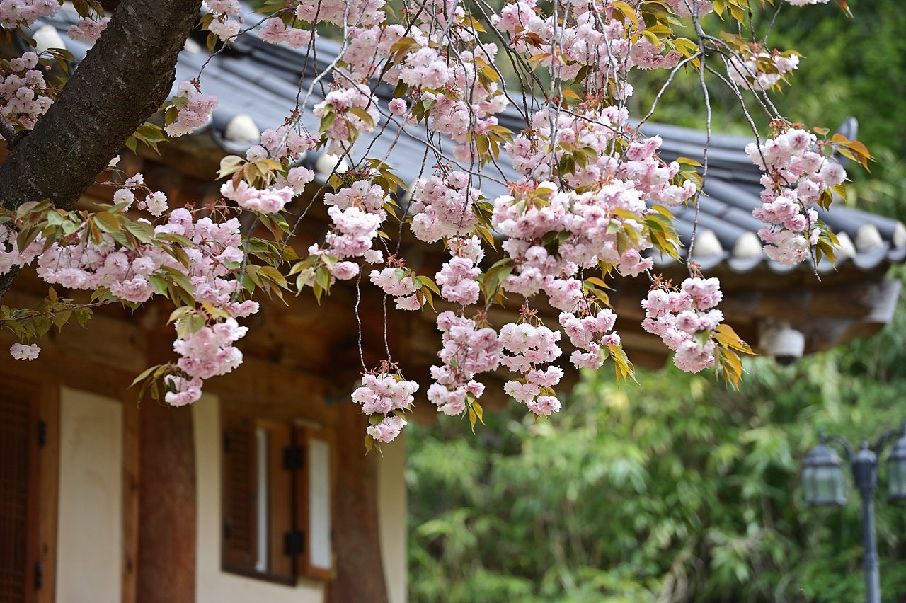 _DSC4347_00001.jpg : 추억소환-20년 4월30일의 개심사 왕벗꽃