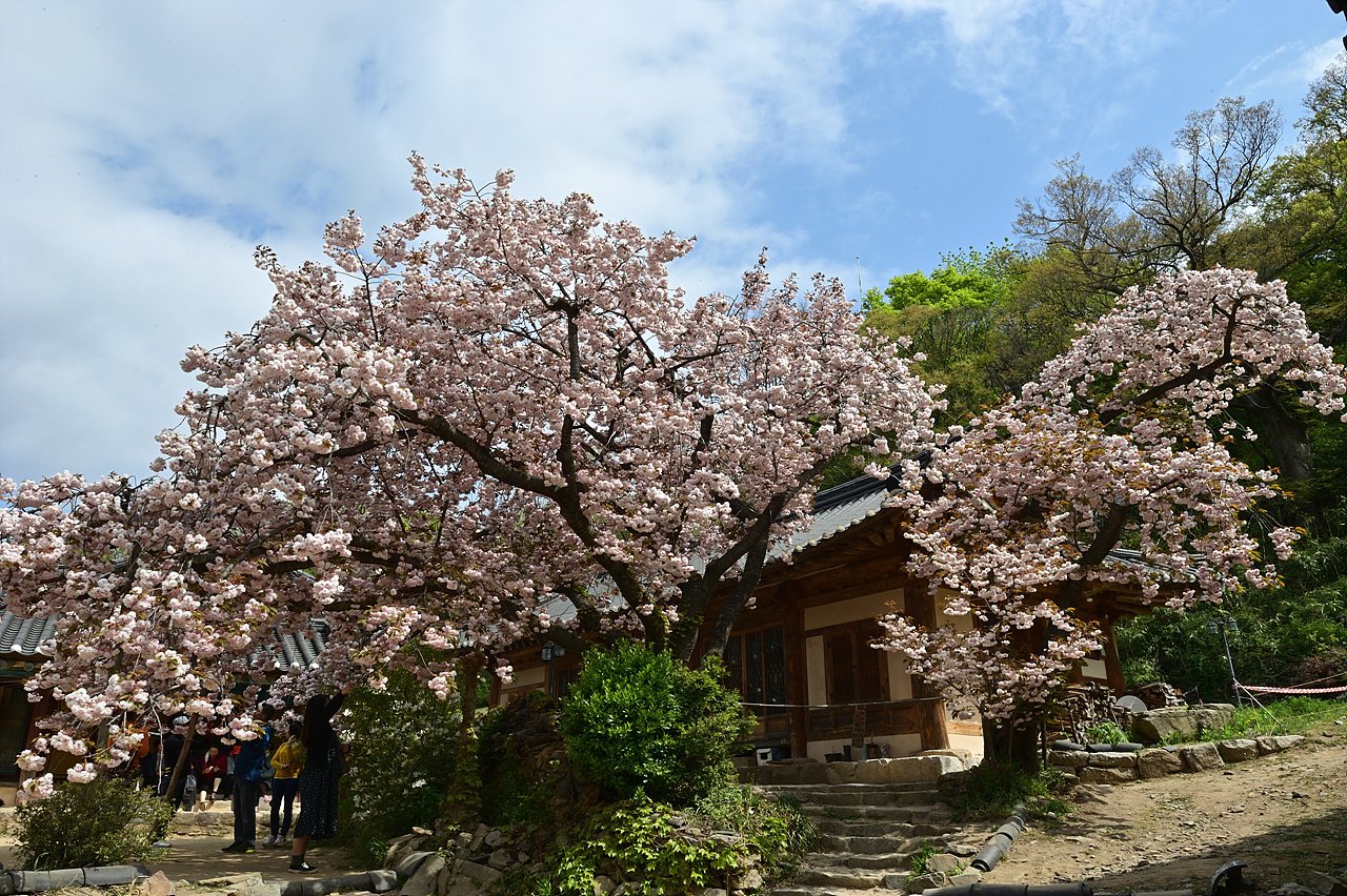 _DSC4324_00001.jpg : 추억소환-20년 4월30일의 개심사 왕벗꽃