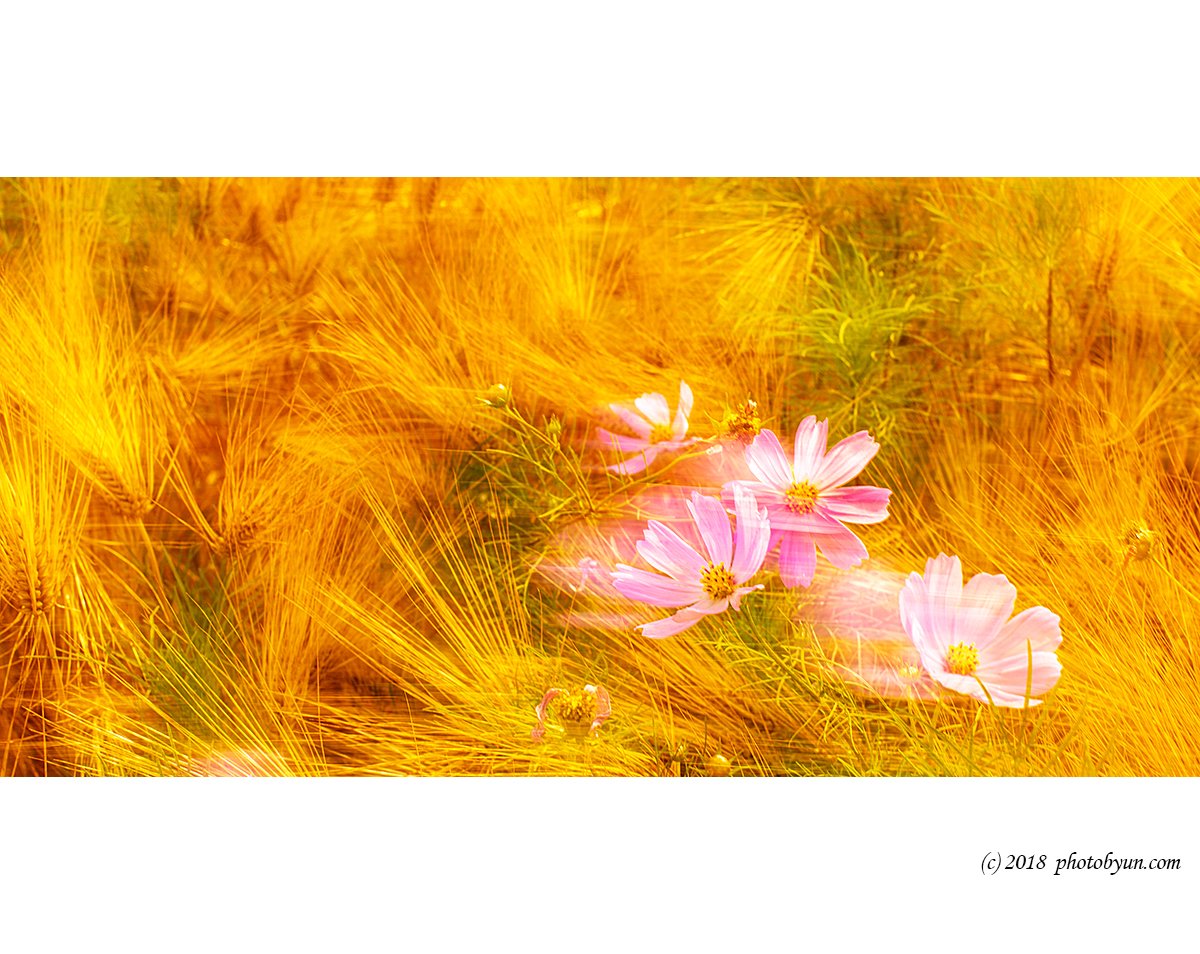 649A6371-편집.jpg : 코스모스