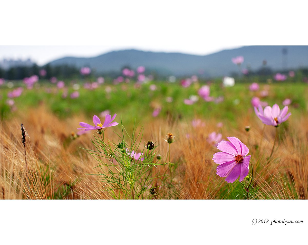 649A6202-편집.jpg : 코스모스