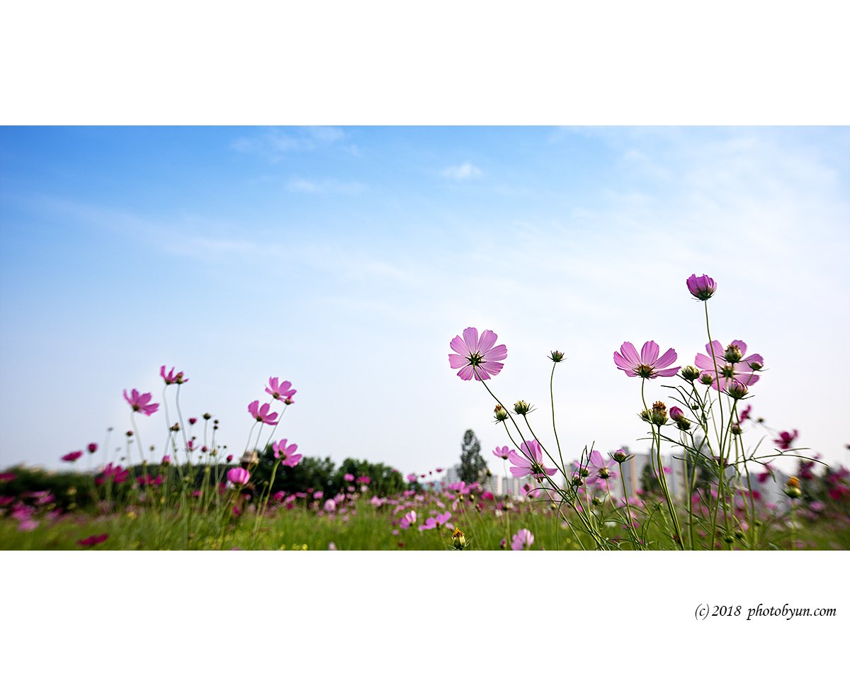 649A6467-편집.jpg : 코스모스