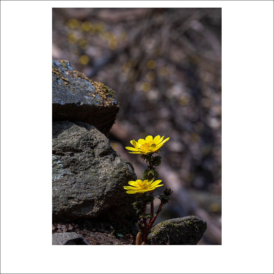 DSC_2782-1.jpg : 야생화 : 복수초 DSC_2782-1.jpg : 야생화 : 복수초