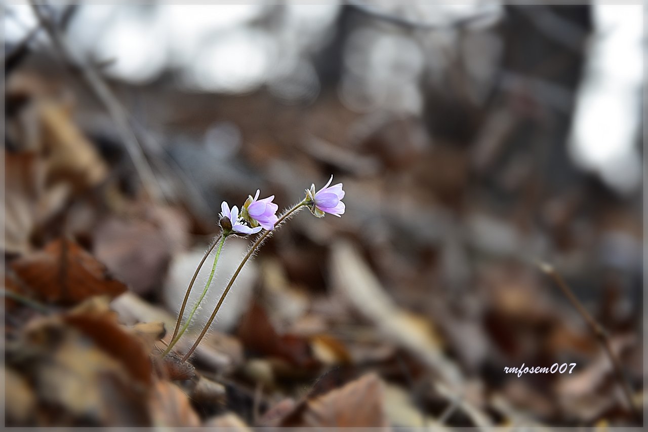 20180326.JPG : 노루귀