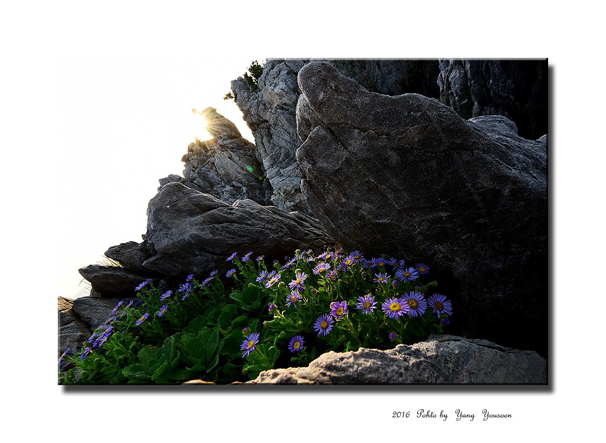 DSC_1165-1-r.jpg : 해국