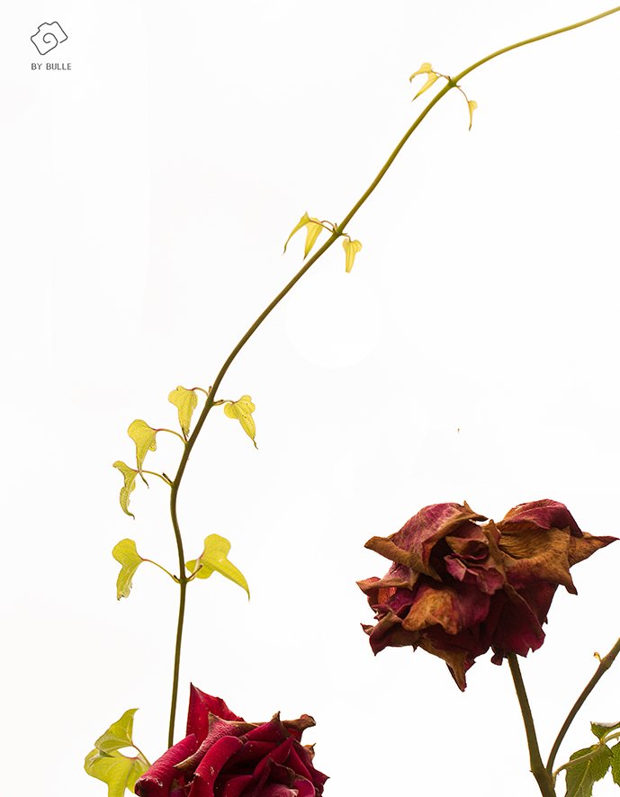 CE3A3160-2jpg resize.jpg : 장미 ENDING CE3A3160-2jpg resize.jpg : 장미 ENDING