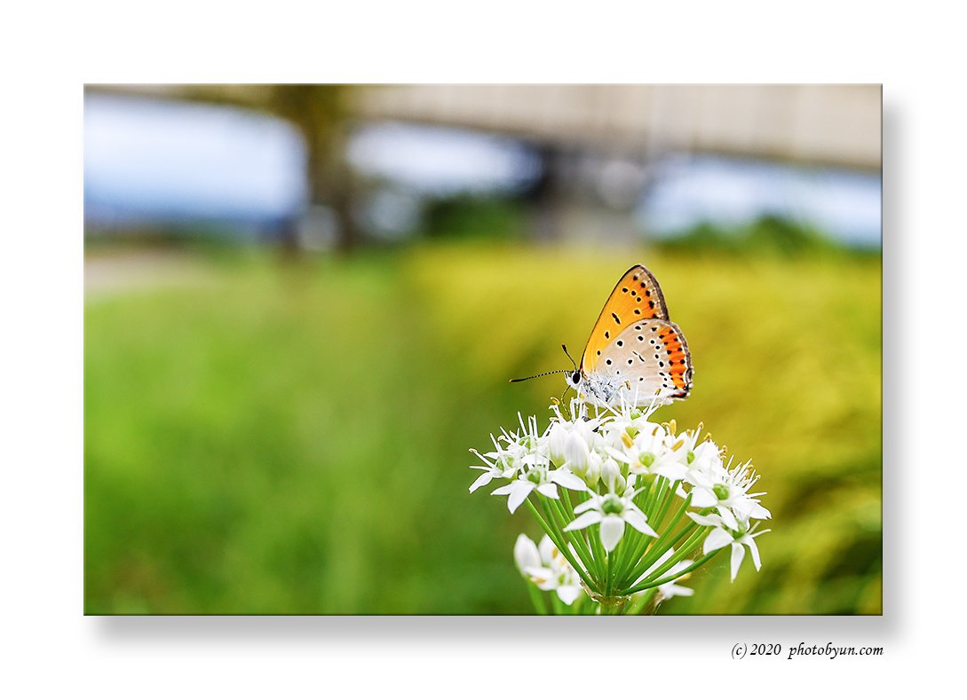 0P3A1807.jpg : 주홍부전나비