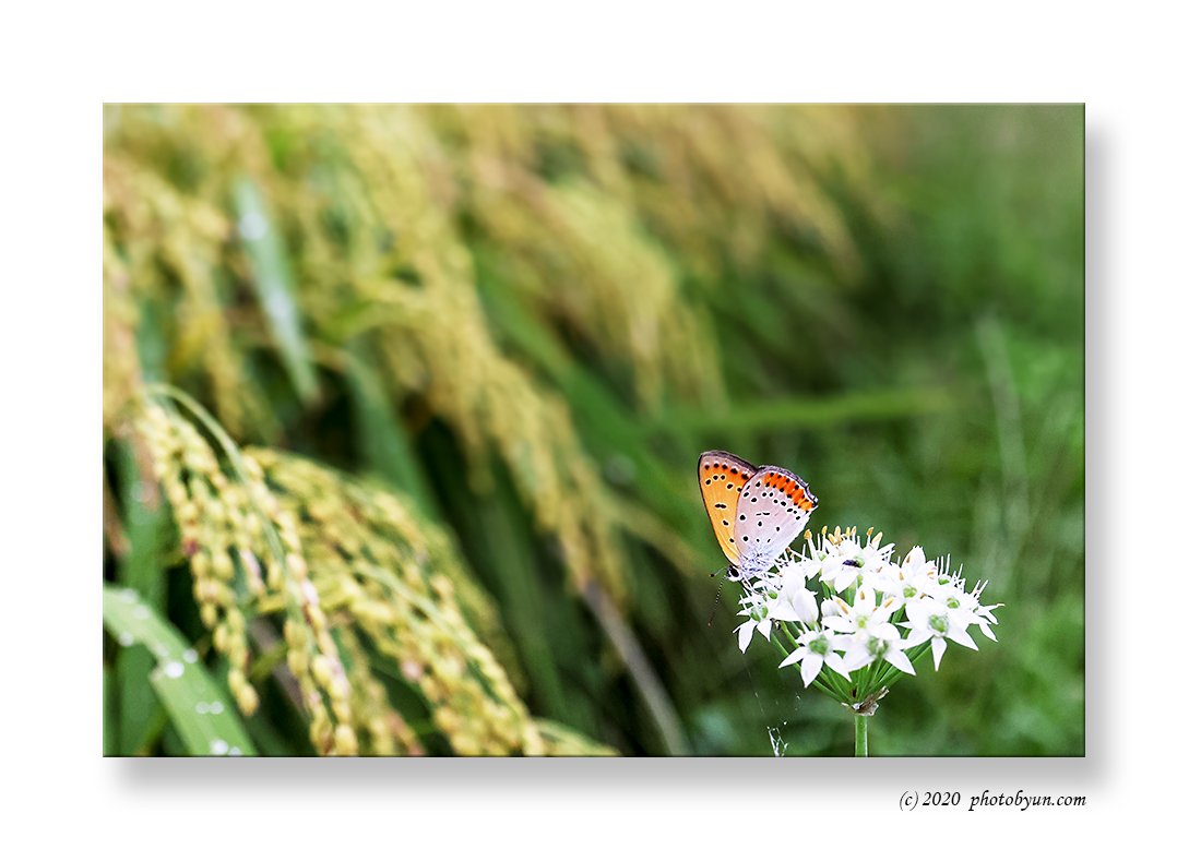 0P3A1720-편집.jpg : 주홍부전나비