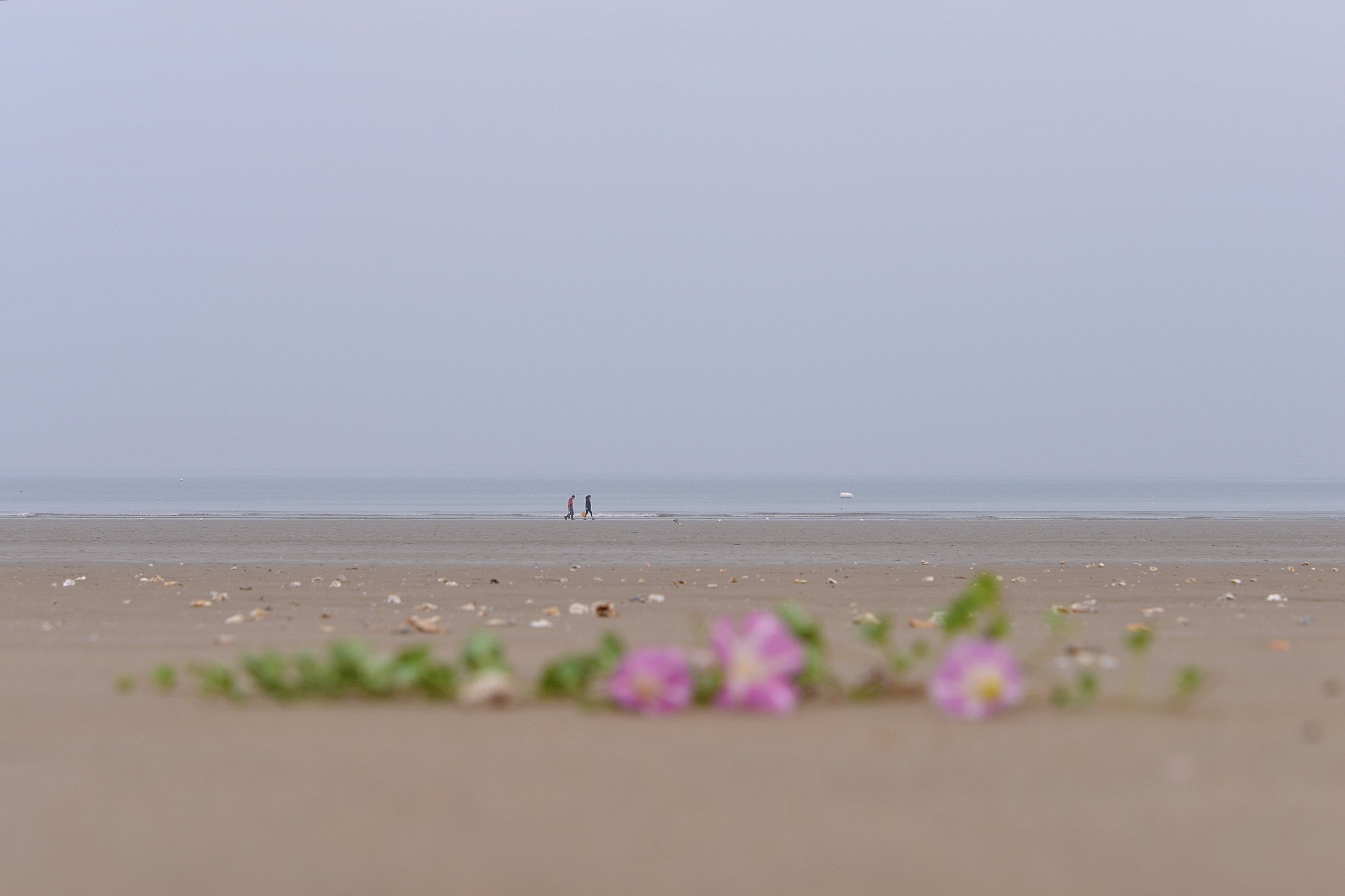 DSC_2276.JPG : 사구해안의 갯매꽃
