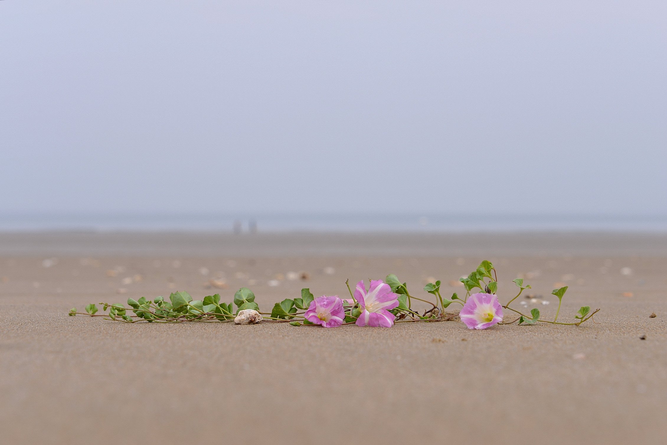 DSC_2275.JPG : 사구해안의 갯매꽃