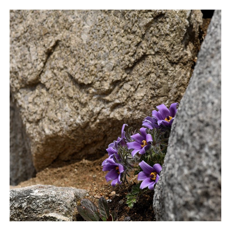 동강할미꽃.jpg : 마음의 꽃