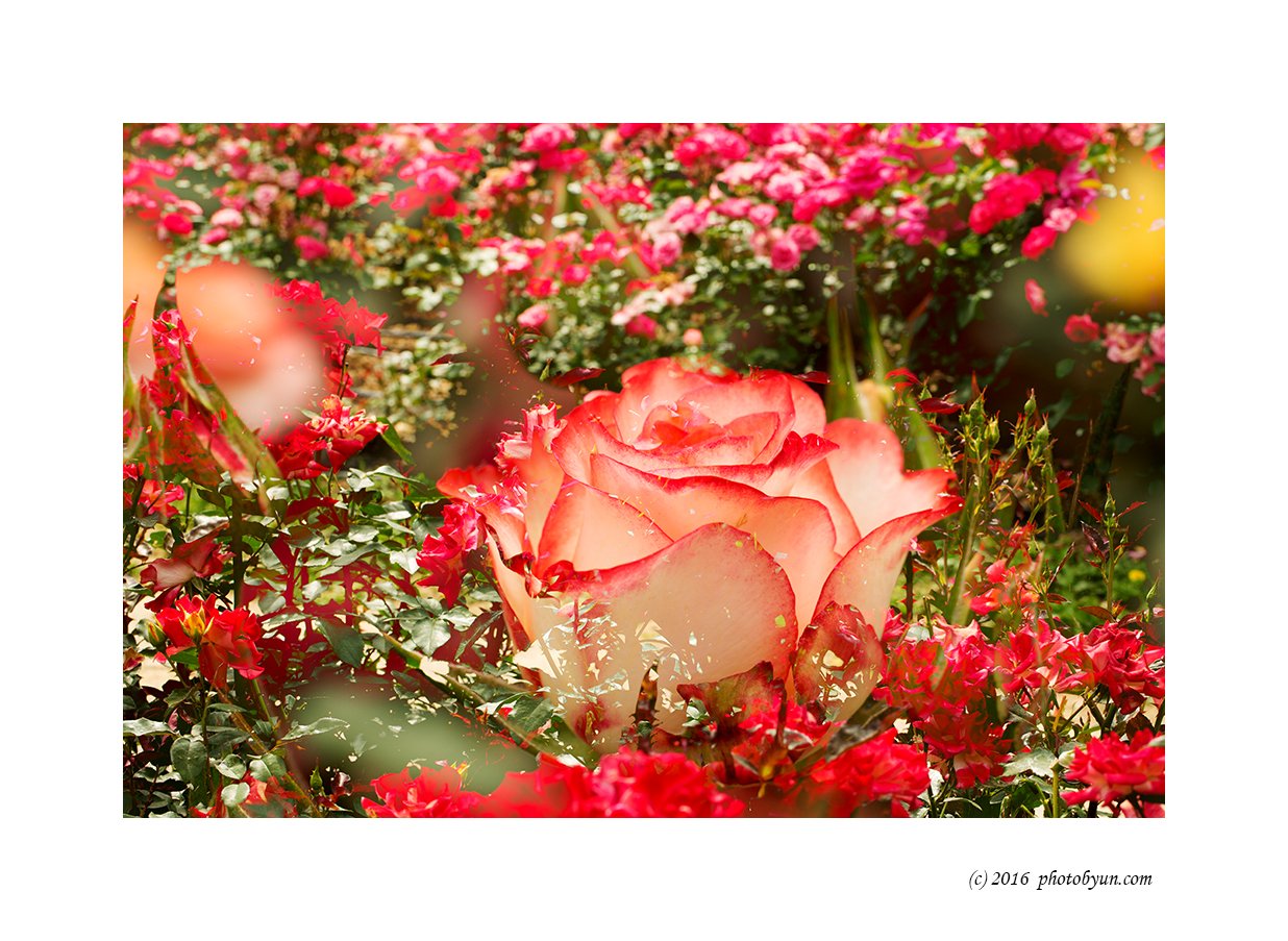 Q23C9906.jpg : 정모숙제